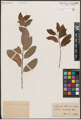 Foto von Salix L.